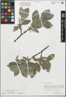 Foto von Salix glauca L.